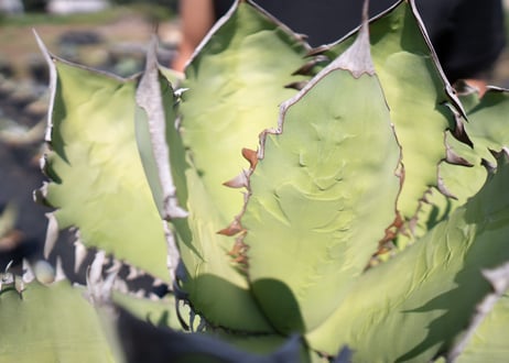 Agave Fo-76 特選特大株のカキコ株