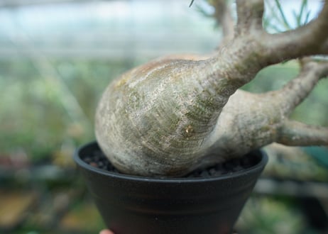パキポディウム　グラキリス　 Pachypodium Gracilius  No.4
