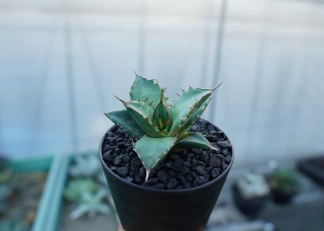 アガベ　チタノタ　MTN01　agave titanota MTN01