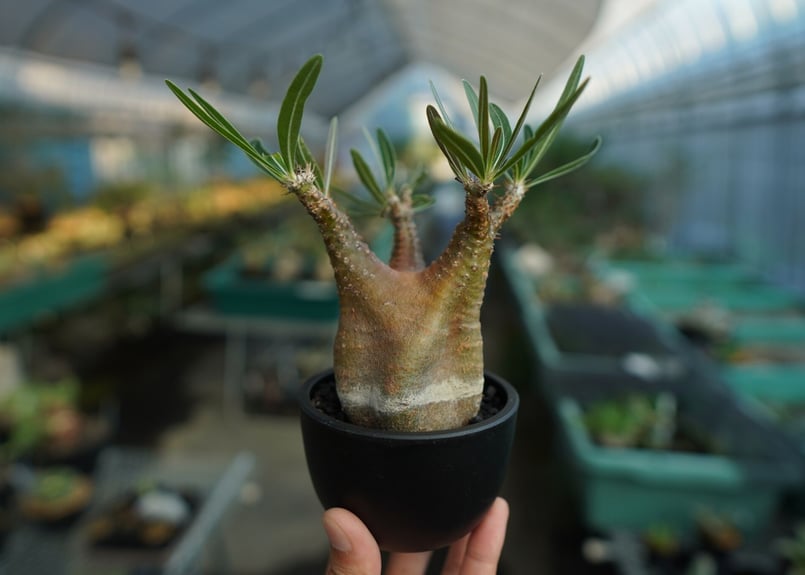 パキポディウム グラキリス Pachypodium Gracilius No.5 | ma