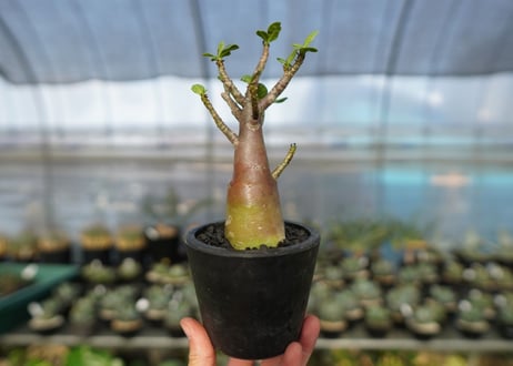 アデニウム　Adenium　No.18
