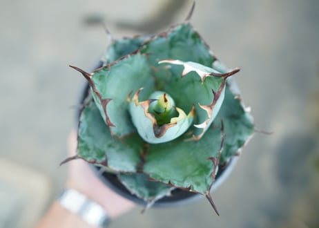 アガベ　チタノタ　 ブラックアンドブルー 　Agave titanota black and blue　NO.7