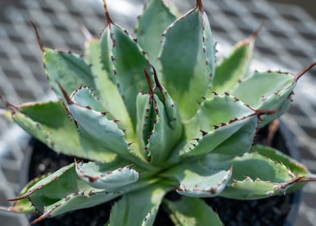 アガベ　キュービック　Agave potatorum 'Cubic'
