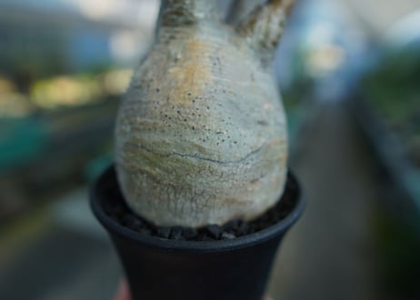 パキポディウム　グラキリス　 Pachypodium Gracilius  No.5