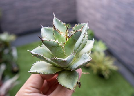 Agave titanota Flligree NO.1