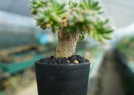 トリコディアデマ　デンサム　Trichodiadema densum  No.2