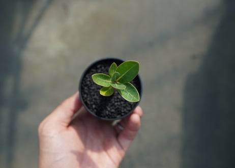 アデニウム　Adenium  No.8