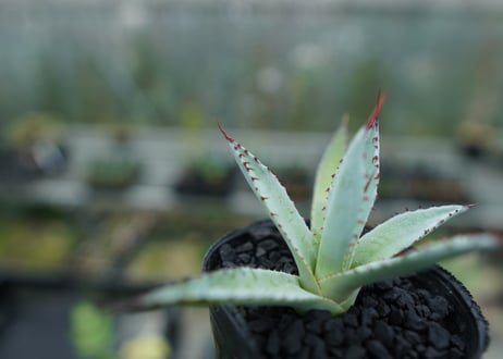 アガベ　屈原の舞扇 Agave 'Kutsugen no Maiougi'   No.3