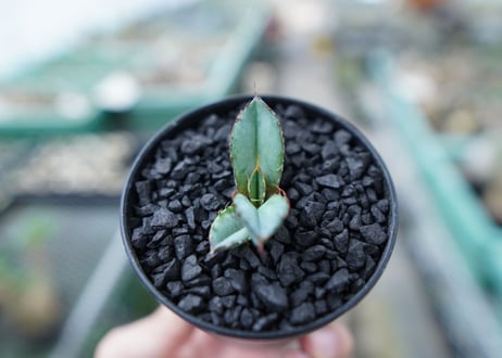 アガベ　チタノタ　 ブラックアンドブルー 　Agave titanota black and blue　No.16