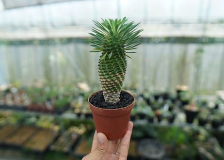 ユーフォルビア　ソテツキリン "パイナップルコーン"　Euphorbia sotetsukirin  No.8