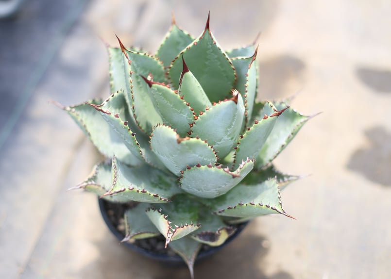 アガベ　ドラゴントゥース　ドラド　大株 アガベ ドラド（ドラゴントゥース錦） ドワーフ – linkplants