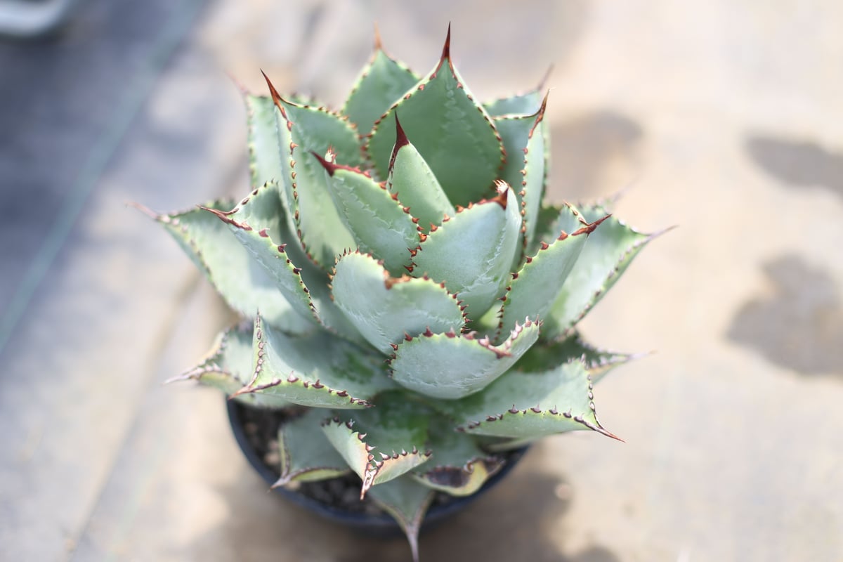 アガベ　大きめ　ドラゴントゥース錦 今日も元気にやってます😊 アガベ「ドラド」 ドラゴントゥース錦