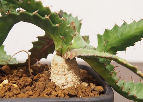 ユーフォルビア　ステラータ　Euphorbia stellata no.４