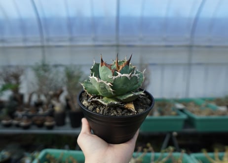 アガベ チタノタ R agave titanota R A8