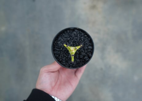 ユーフォルビア　イエローゴースト　Euphorbia lactea Yellow Ghost
