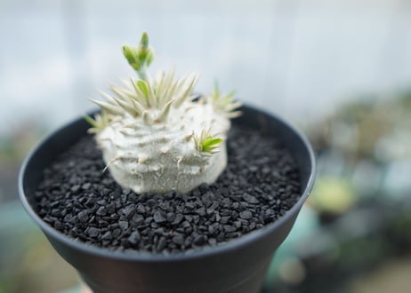 パキポディウム　恵比寿大黒　Pachypodium Densicaule　No.2