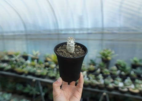 パキポディウム　デンシフローラム Pachypodium densiflorum  No.1