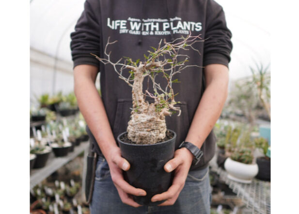 オペルクリカリア パキプス No.2 | mana's farm:塊根植物・アガベ