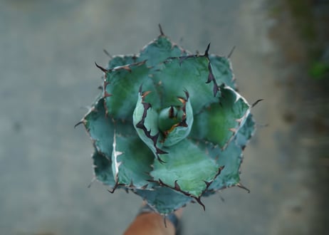 アガベ　チタノタ　 ブラックアンドブルー 　Agave titanota black and blue　No.3