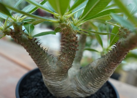 パキポディウム マカイエンセ　Pachypodium makayense　No.10