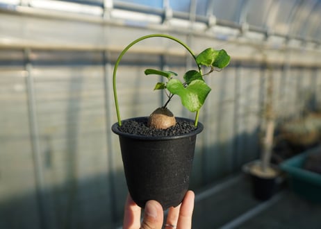 亀甲竜　Dioscorea elephantipes No.1