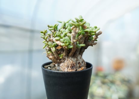 ケラリア　ピグマエア　Ceraria pygmaea  No.3