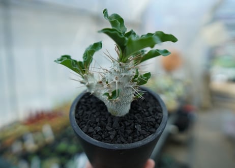 パキポディウム　サンデルシー　Pachypodeium saundersii  No.4
