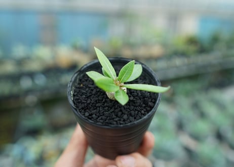 パキポディウム　恵比寿笑い　Pachypodium brevicaule　No.2