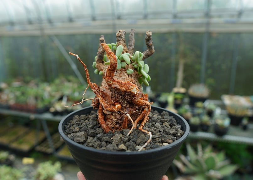 ケラリア ピグマエア Ceraria pygmaea No.3 | mana's farm:塊