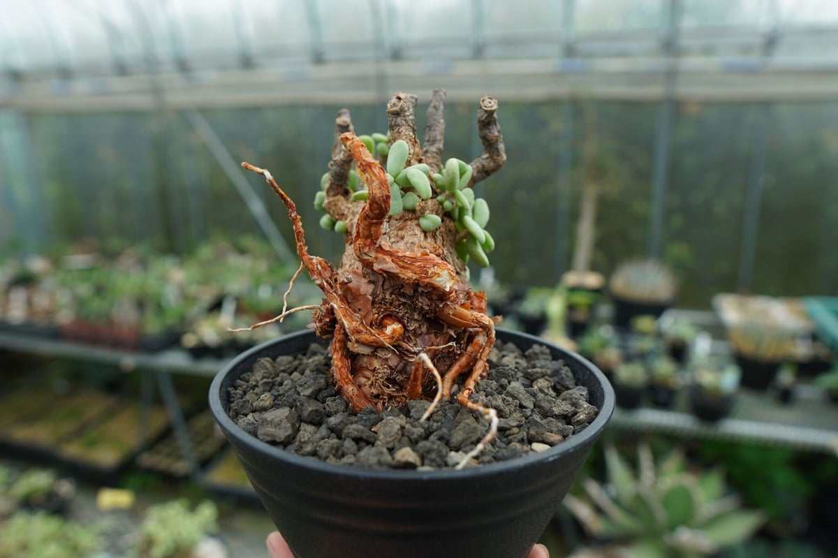 ケラリア ピグマエア Ceraria pygmaea No.3 | mana's farm:塊