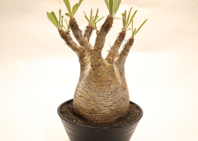 パキポディウム グラキリス no.60 | mana's farm:塊根植物・アガベ