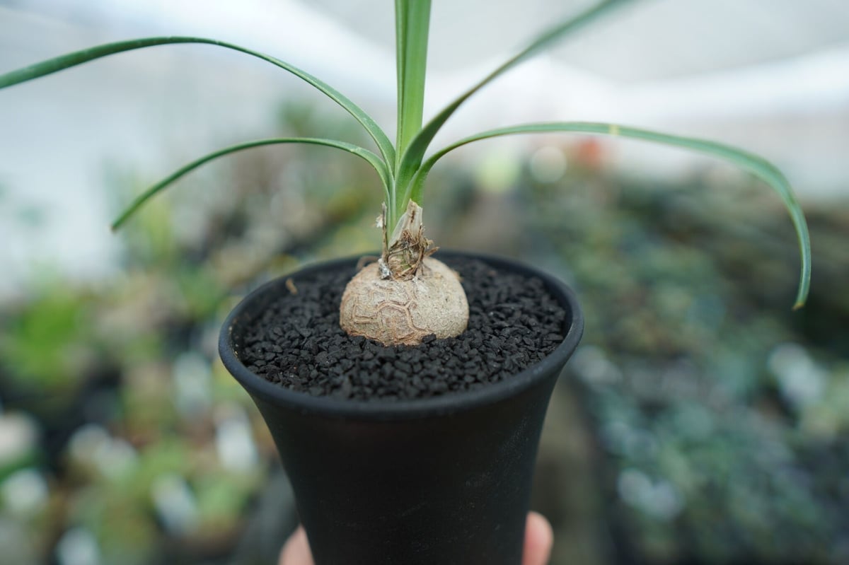 ボーカルネア グラキリス Beaucarnea gracilis No. 1 | mana's