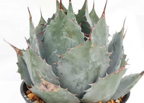 Agave parrasana Globe