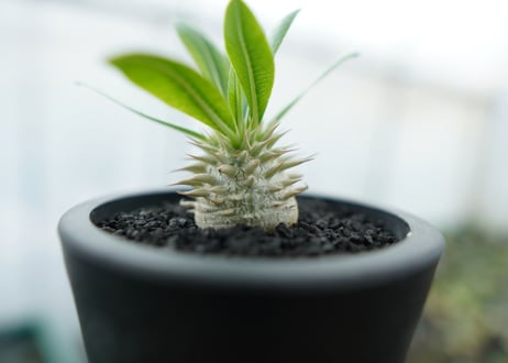 パキポディウム　恵比寿大黒　Pachypodium Densicaule　No.7