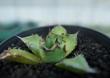 アガベ　チタノタ　黒鯨　Agave titanota black whales　No.5