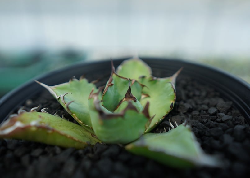 アガベ チタノタ 黒鯨 Agave titanota black whales No.5 | アガベ チタノタ 黒鯨 Agave titanota black whales No.5 |