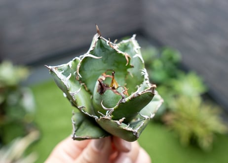 Agave titanota 白鯨嚴龍 カキコ NO.2