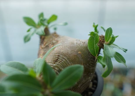 パキポディウム　マカイエンセ　Pachypodium makayense No.3
