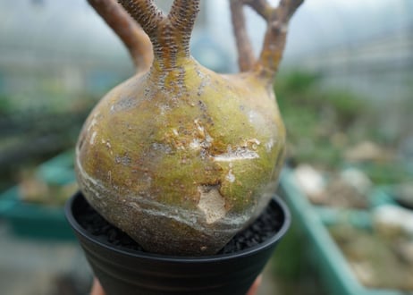 パキポディウム　グラキリス　 Pachypodium Gracilius  No.1