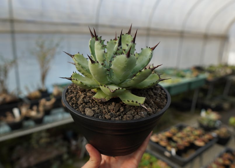 アガベ マクロアカンサ×ポタトラム Agave macroacantha×potatorum