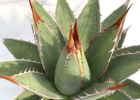 Agave purpusorum