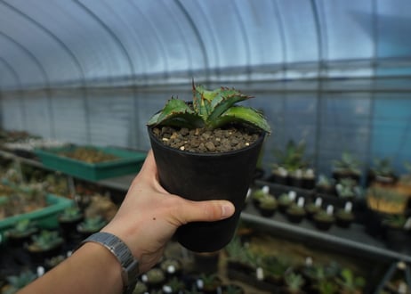 アガベ　チタノタ　ブルー　agave titanota Blue