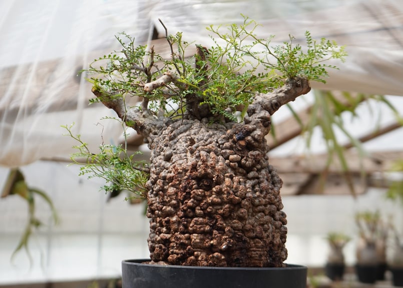 オペルクリカリア　パキプス　塊根植物　多肉植物　観葉植物 オペルクリカリア パキプス【534】 | PROTOLEAF プロトリーフ