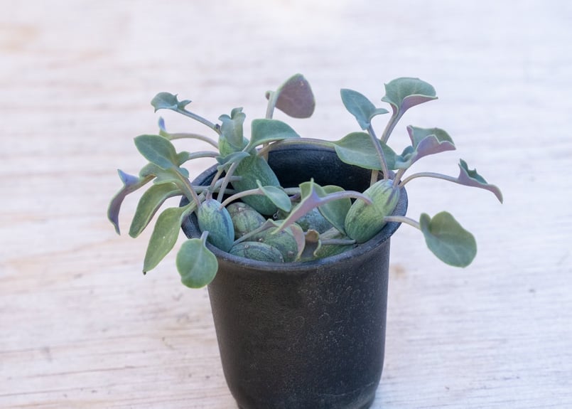 セネシオ グロボーサ | mana's farm:塊根植物・アガベ・ドライガーデン