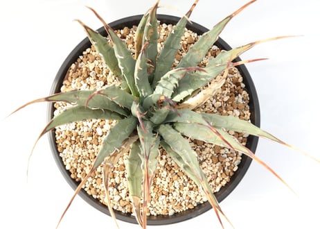 Agave utahensis var eborispina