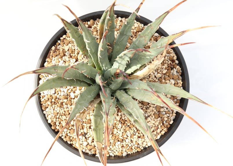 Agave utahensis var eborispina | mana's green:塊 Agave utahensis var eborispina | mana's green:塊