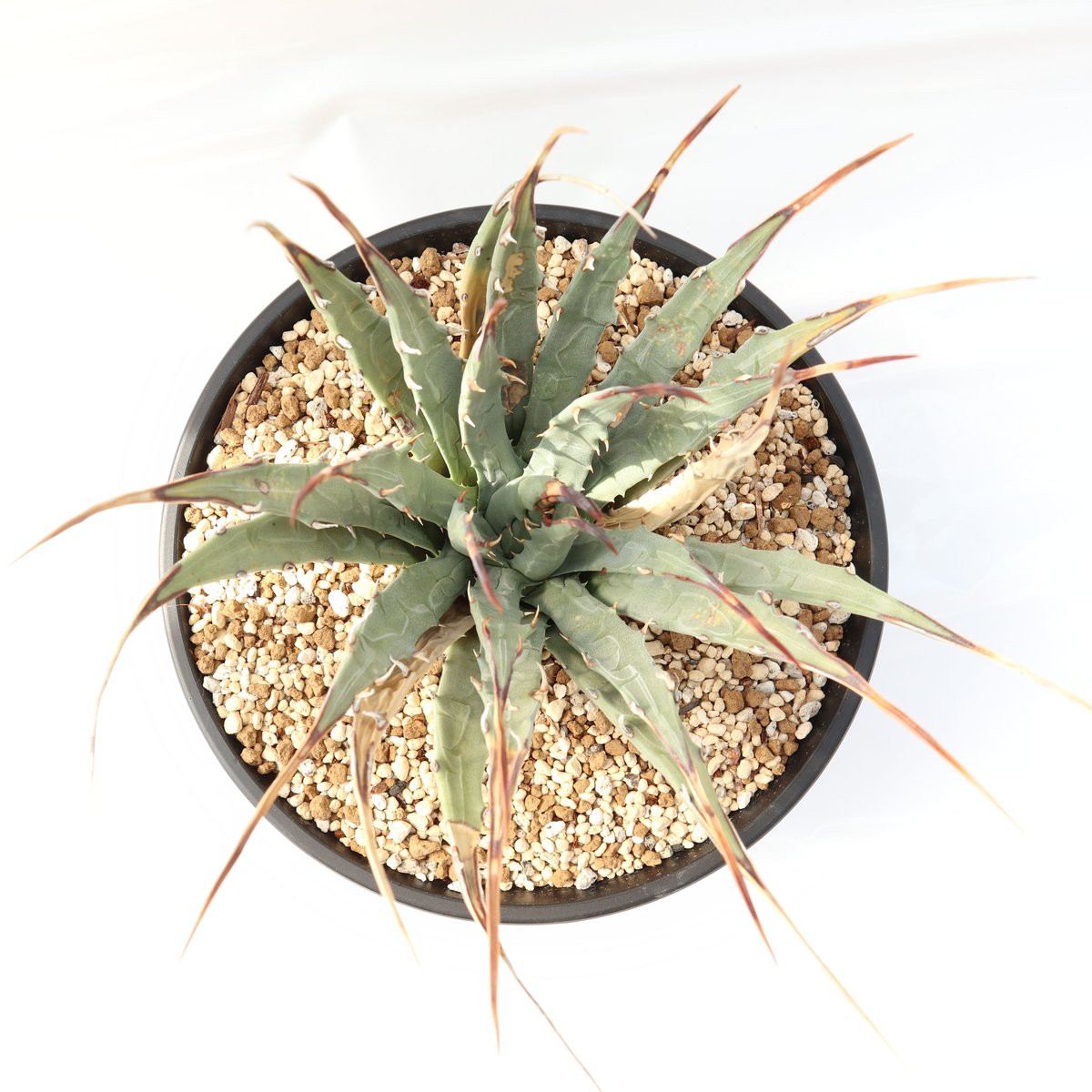 Agave utahensis var eborispina | mana's green:塊 Agave utahensis var eborispina | mana's green:塊