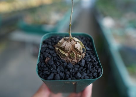 亀甲竜　Dioscorea elephantipes　No.1