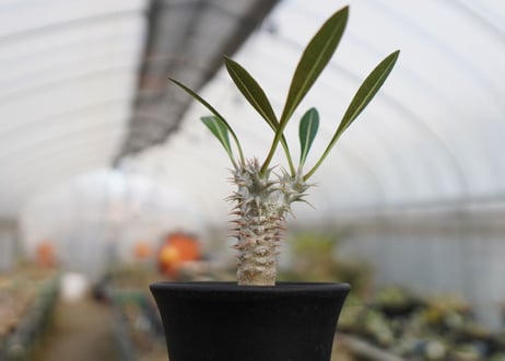 パキポディウム　デンシフローラム　Pachypodium densiflorum