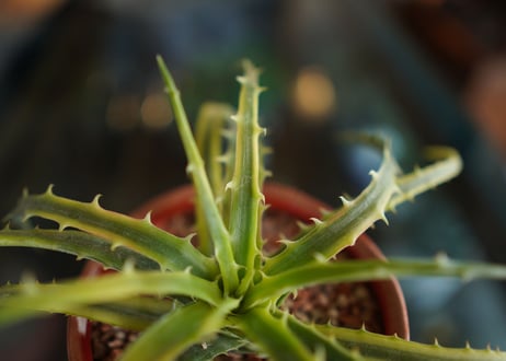 ディッキア　アンダマン　Dyckia 'Samed Rtp'(Andaman)